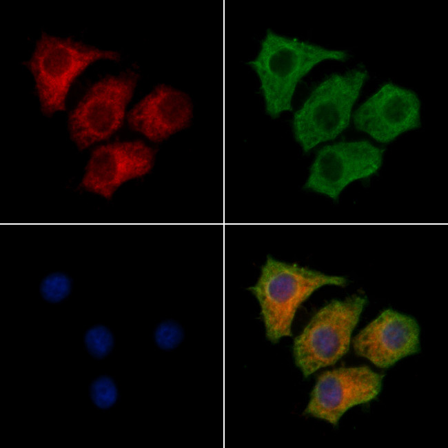 FUT8 Antibody in Immunocytochemistry (ICC/IF)