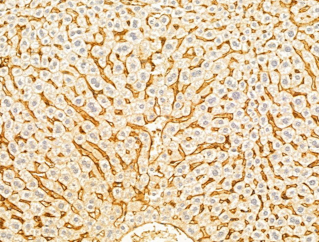 GAMT Antibody in Immunohistochemistry (Paraffin) (IHC (P))