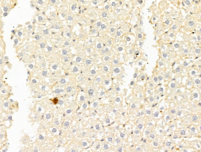 GAMT Antibody in Immunohistochemistry (Paraffin) (IHC (P))