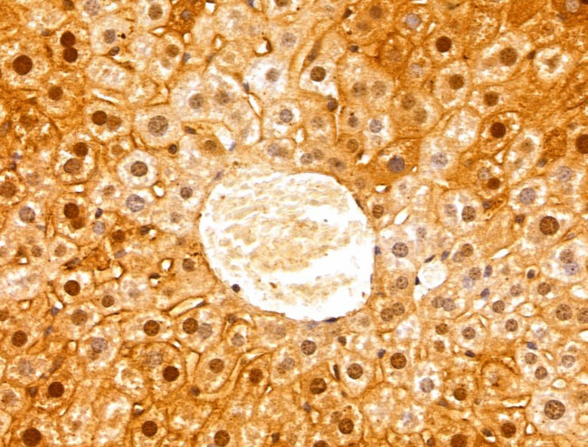 GCSH Antibody in Immunohistochemistry (Paraffin) (IHC (P))