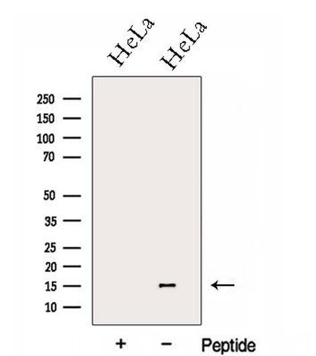 GCSH Antibody in Western Blot (WB)