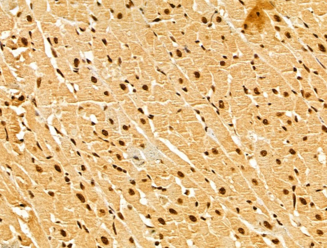 GINS3 Antibody in Immunohistochemistry (Paraffin) (IHC (P))