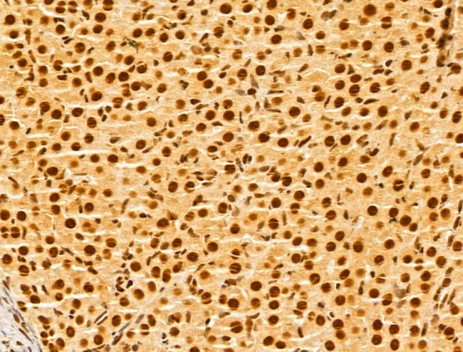 GINS3 Antibody in Immunohistochemistry (Paraffin) (IHC (P))