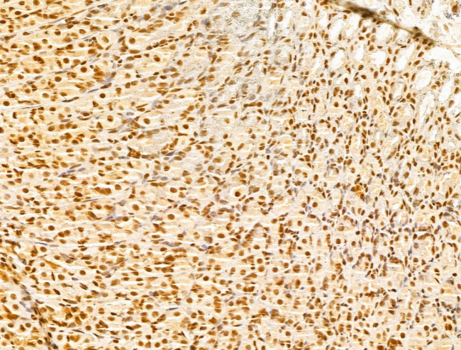 GINS3 Antibody in Immunohistochemistry (Paraffin) (IHC (P))