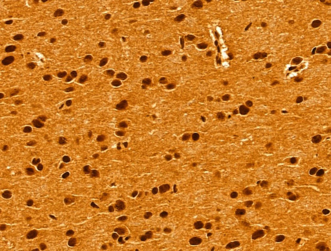 GINS3 Antibody in Immunohistochemistry (Paraffin) (IHC (P))