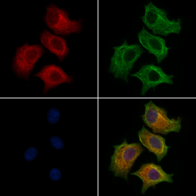 GLTP Antibody in Immunocytochemistry (ICC/IF)