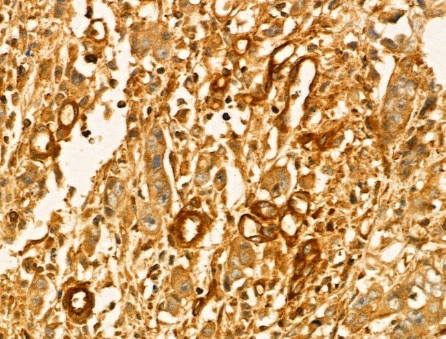 GLTP Antibody in Immunohistochemistry (Paraffin) (IHC (P))