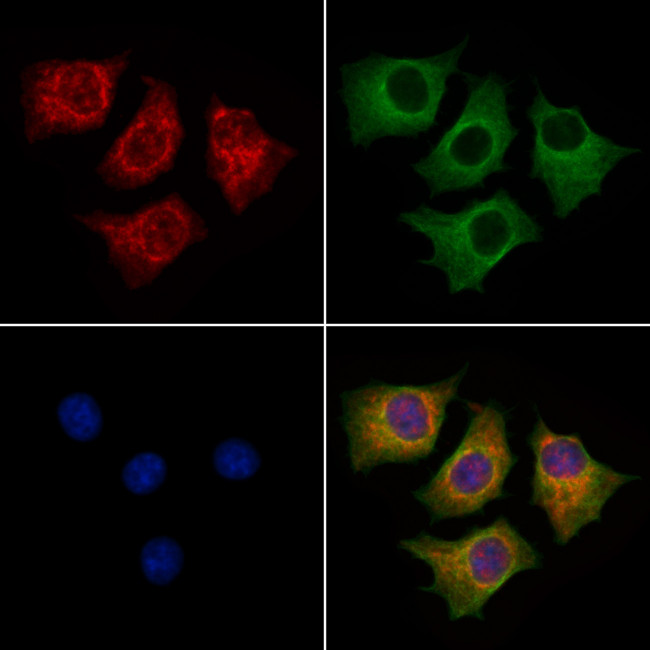 GNAI2 Antibody in Immunocytochemistry (ICC/IF)