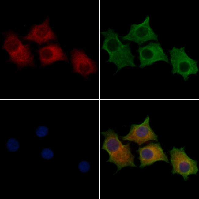 STCH Antibody in Immunocytochemistry (ICC/IF)