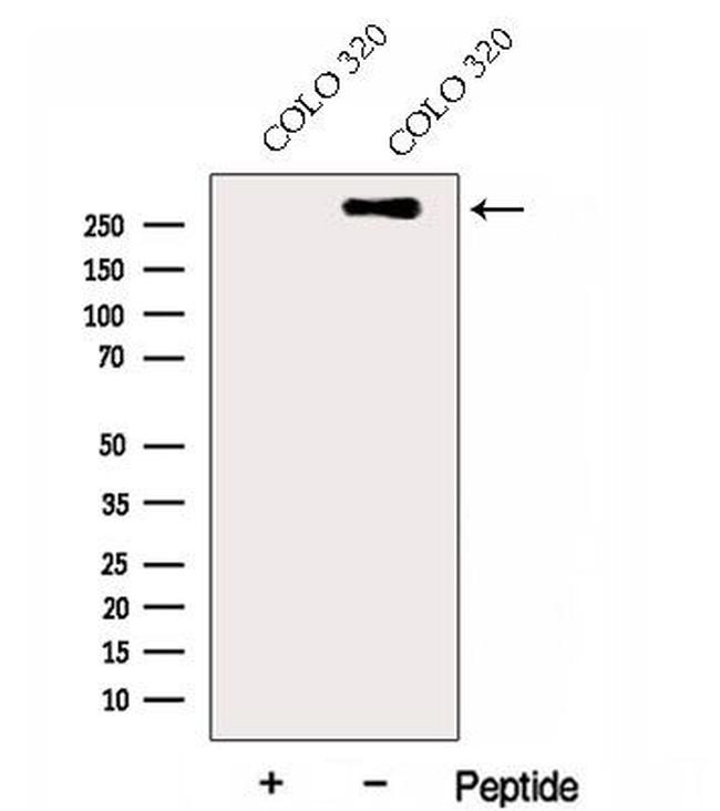 Perlecan Antibody in Western Blot (WB)