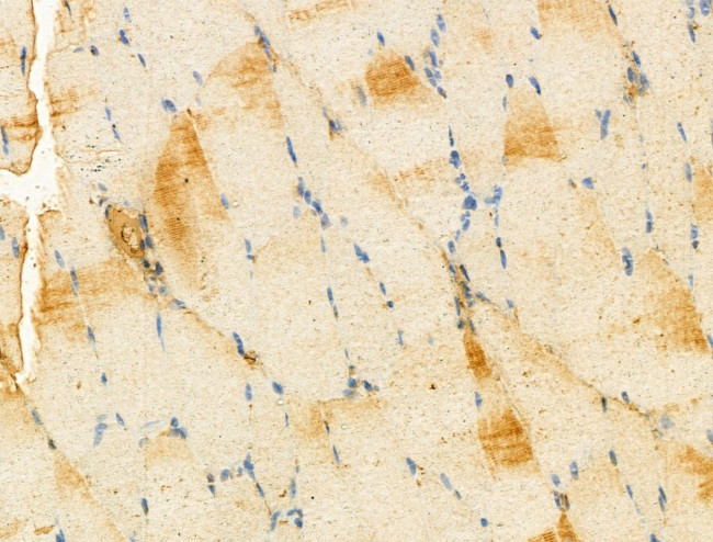 IDI1 Antibody in Immunohistochemistry (Paraffin) (IHC (P))