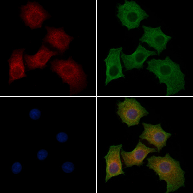 IL17RE Antibody in Immunocytochemistry (ICC/IF)