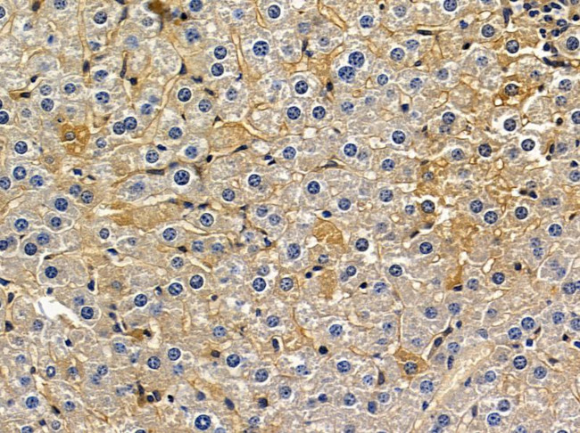 KIF26B Antibody in Immunohistochemistry (Paraffin) (IHC (P))