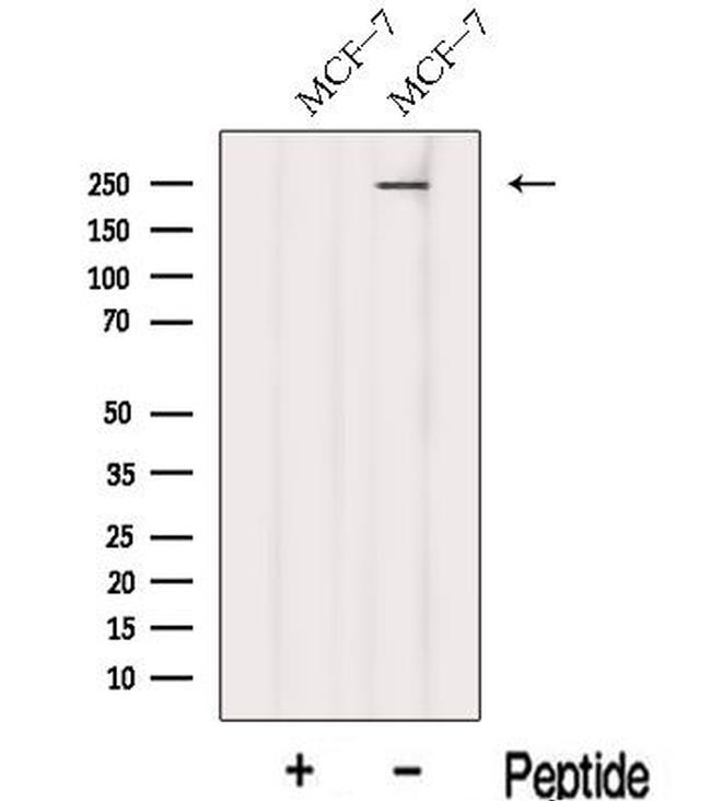 KIF26B Antibody in Western Blot (WB)