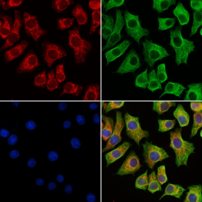 MAN1A2 Antibody in Immunocytochemistry (ICC/IF)