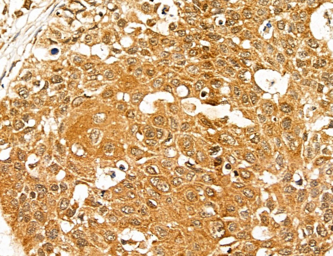 MAN1A2 Antibody in Immunohistochemistry (Paraffin) (IHC (P))