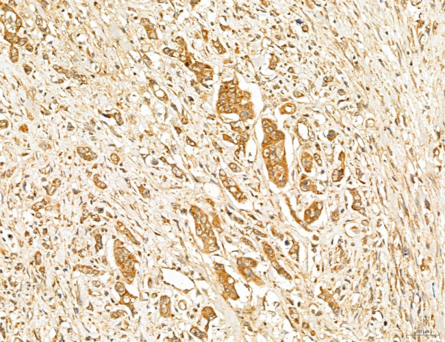 MAN1A2 Antibody in Immunohistochemistry (Paraffin) (IHC (P))