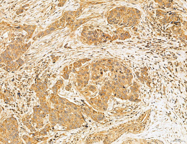 MAN1A2 Antibody in Immunohistochemistry (Paraffin) (IHC (P))