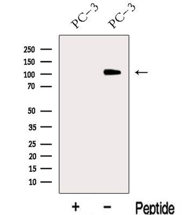 MICAL2 Antibody in Western Blot (WB)