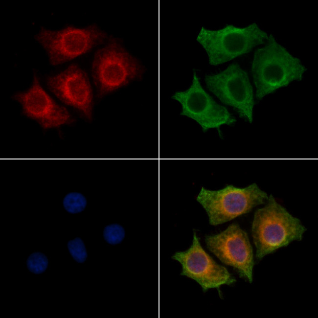 KIAA0391 Antibody in Immunocytochemistry (ICC/IF)