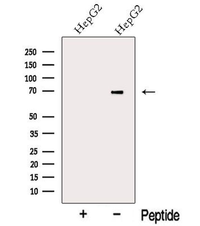 KIAA0391 Antibody in Western Blot (WB)