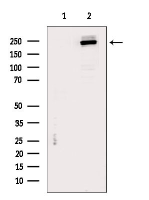 MYOF Antibody in Western Blot (WB)