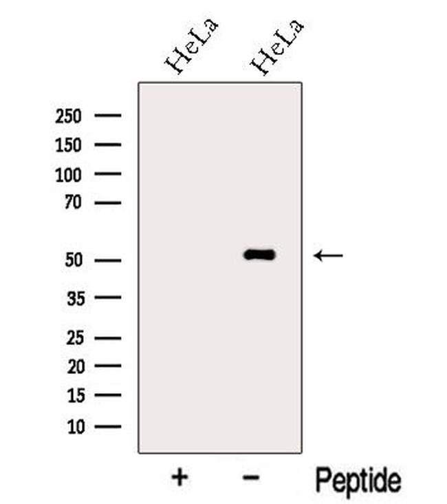 Nap1l4 Antibody in Western Blot (WB)