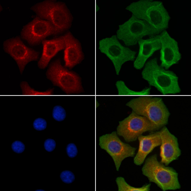 NECAB2 Antibody in Immunocytochemistry (ICC/IF)