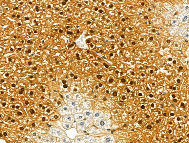 OBFC2B Antibody in Immunohistochemistry (Paraffin) (IHC (P))