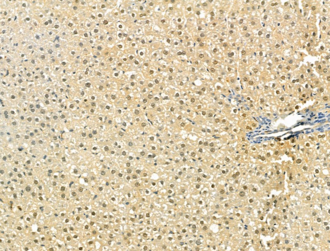 OBFC2B Antibody in Immunohistochemistry (Paraffin) (IHC (P))