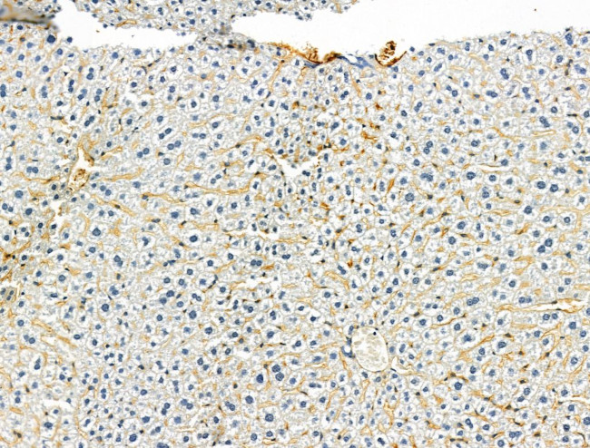 OCIAD1 Antibody in Immunohistochemistry (Paraffin) (IHC (P))