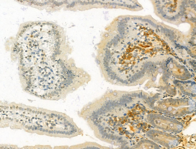 ODAM Antibody in Immunohistochemistry (Paraffin) (IHC (P))