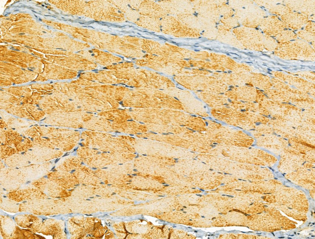 OGDHL Antibody in Immunohistochemistry (Paraffin) (IHC (P))