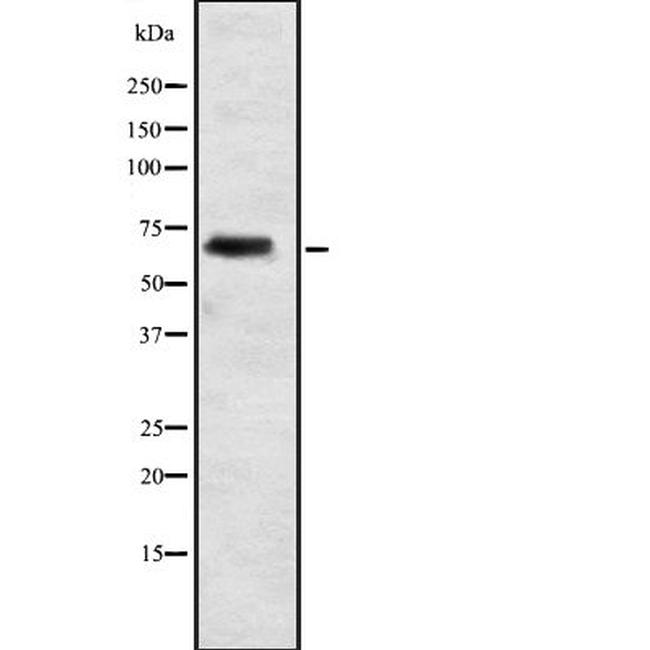 ELL2 Antibody in Western Blot (WB)