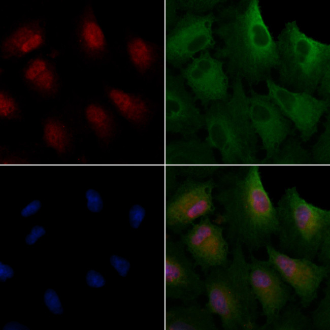 USP37 Antibody in Immunocytochemistry (ICC/IF)