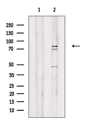 Cyclin T2 Antibody in Western Blot (WB)