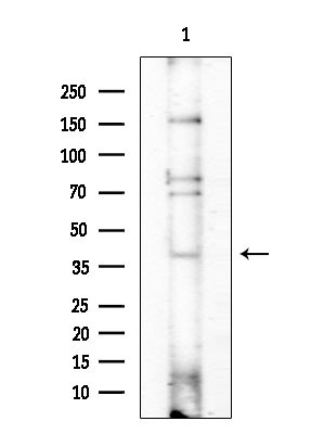 Cyclin Y Antibody in Western Blot (WB)