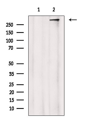 CENPF Antibody in Western Blot (WB)