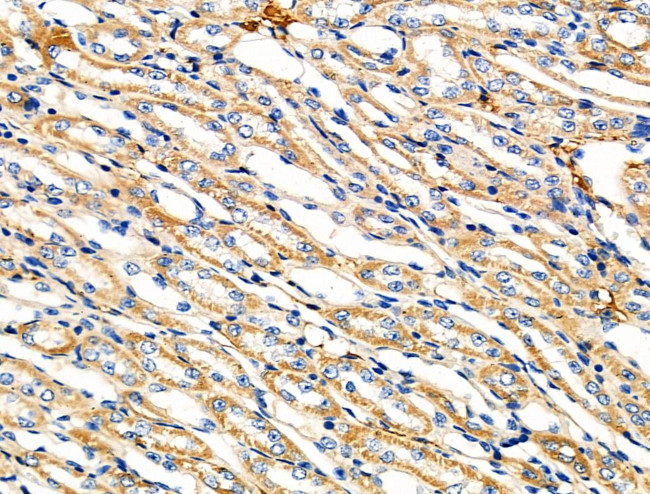 ZPK Antibody in Immunohistochemistry (Paraffin) (IHC (P))