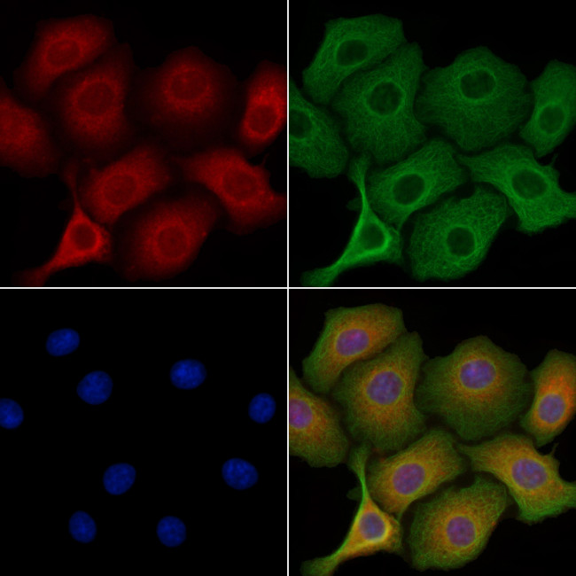 MAP4K2 Antibody in Immunocytochemistry (ICC/IF)