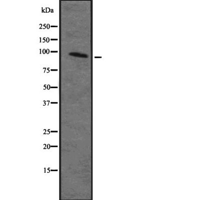 MAP4K2 Antibody in Western Blot (WB)