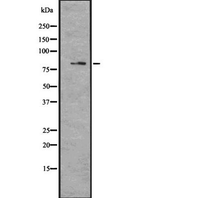 MAGED4 Antibody in Western Blot (WB)