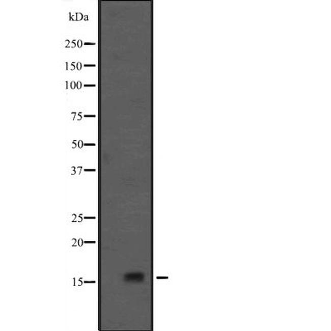 GADD45G Antibody in Western Blot (WB)