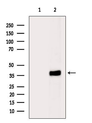 PHLDA1 Antibody in Western Blot (WB)