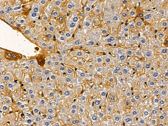 PHLDA3 Antibody in Immunohistochemistry (Paraffin) (IHC (P))