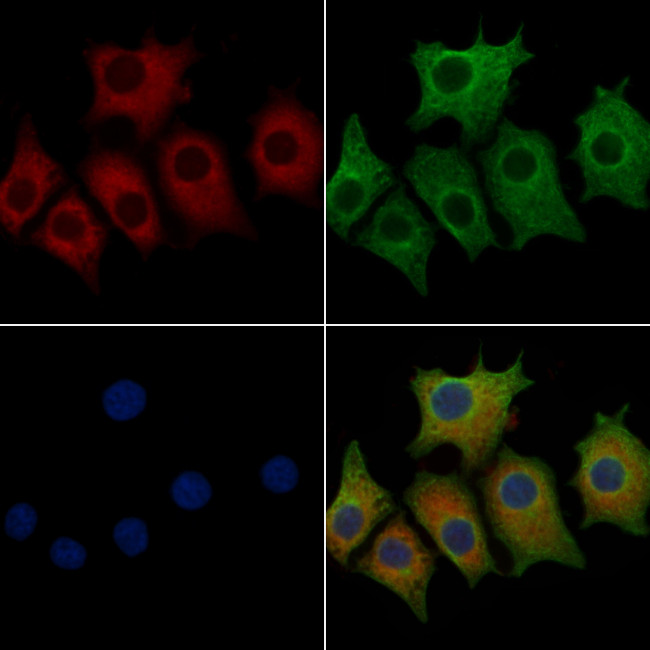 IFRD1 Antibody in Immunocytochemistry (ICC/IF)