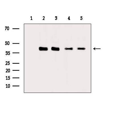 IFRD1 Antibody in Western Blot (WB)