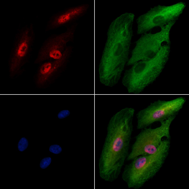 TAF7L Antibody in Immunocytochemistry (ICC/IF)