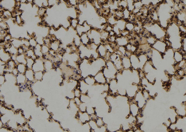 GCSAML Antibody in Immunohistochemistry (Paraffin) (IHC (P))