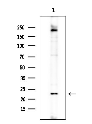 GCSAML Antibody in Western Blot (WB)